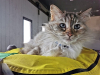 image_Cherche gardien à mon domicile pour chat + poules